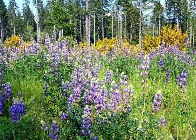 24 lupine and broom