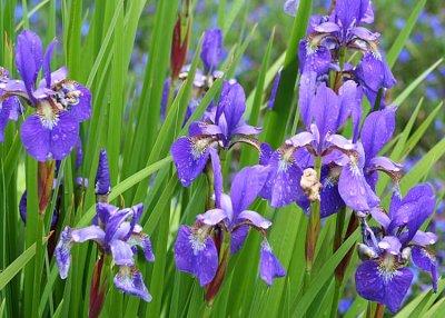41 blue irises