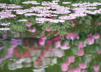 27 pond leaves, rhody reflections