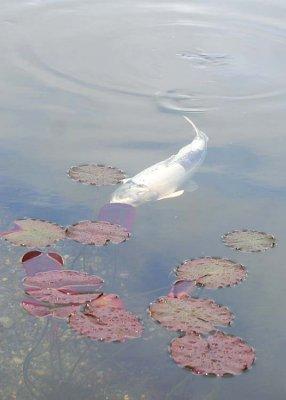 23 white koi by the lily leaves