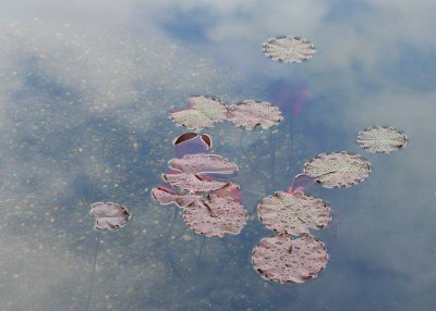 22 lily leaves, cloud reflections