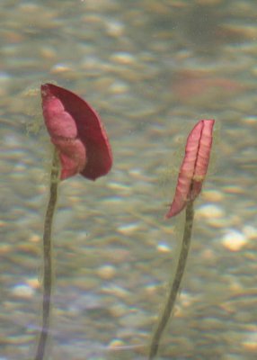 20 underwater lily leaves
