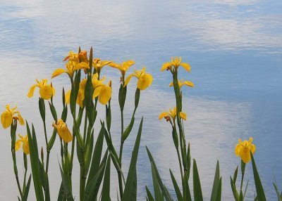 10 iris by blue sky water