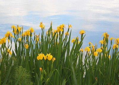 09 iris by the lake