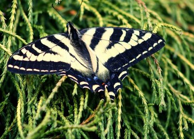Tiger Striped Swallowtail