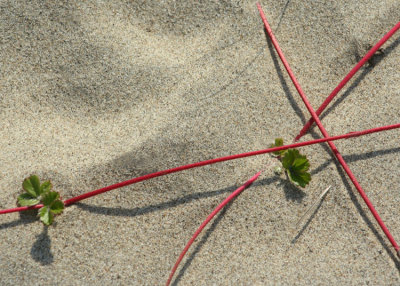 20 sand stems