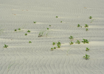 17 plants and sand patterns