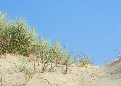 08 typical oregon dune