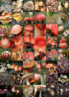 10 mushroom quilt 