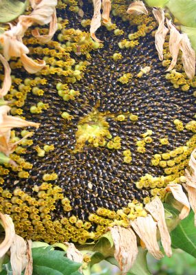 105 sunflower seeding