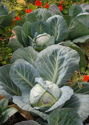 103 cabbages