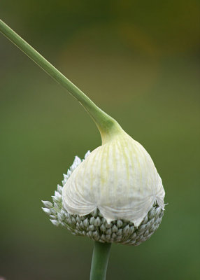 94 capped onion flower