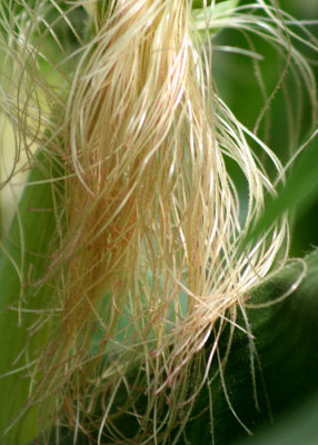 87 corn silk