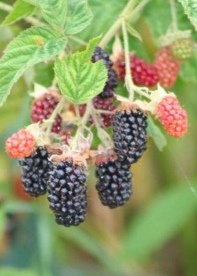 81 blackberries