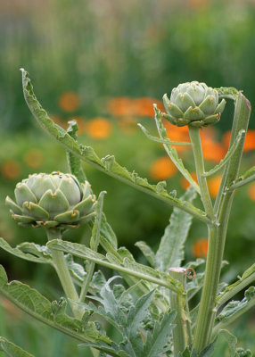 80 artichokes