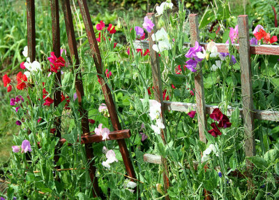 68 sweet peas