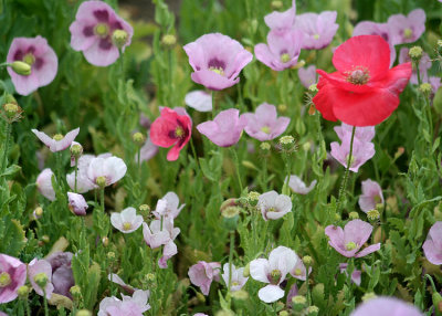 66 pink and red poppies