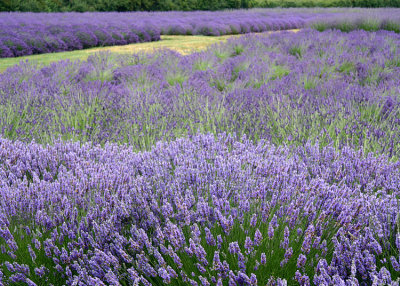 26 lavender fields, sequim