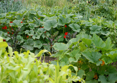 64 corn, squash, nasturtiums