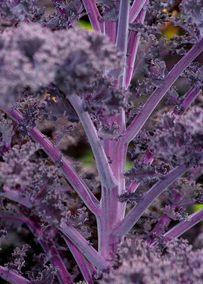 56 purple kale