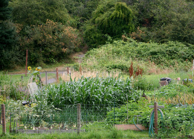 37 view of garden plots