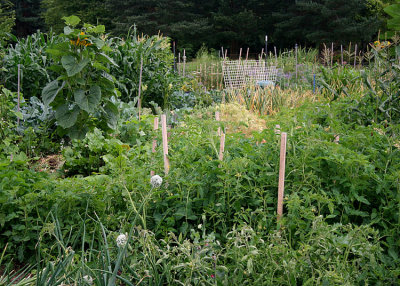 24 veggie plots