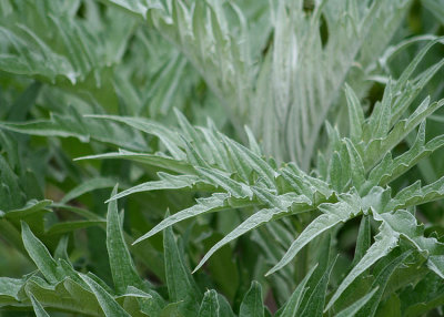 18 artichoke leaves