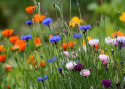 6 corn flowers and california poppies