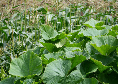 3 squash and corn