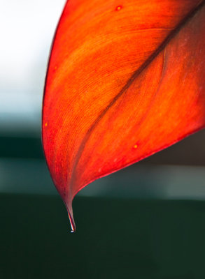 Longwood Gardens-0767-cs5.jpg