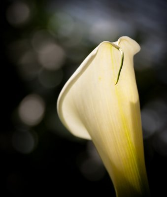 Longwood Sunday -0101-2c.jpg