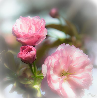 CherryBlossom_sm.jpg