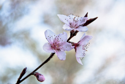 CherryMid-lowC2_sm.jpg
