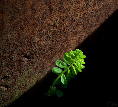 Grow_To_Rust_sm.jpg