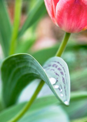 Tulip_drop.jpg