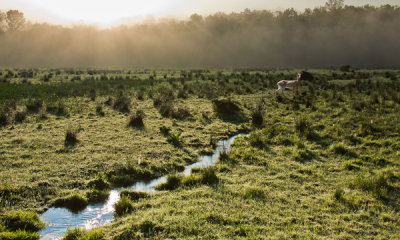 Field-deer_Composite_sm.jpg