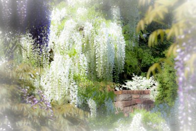 Wisteria1.jpg