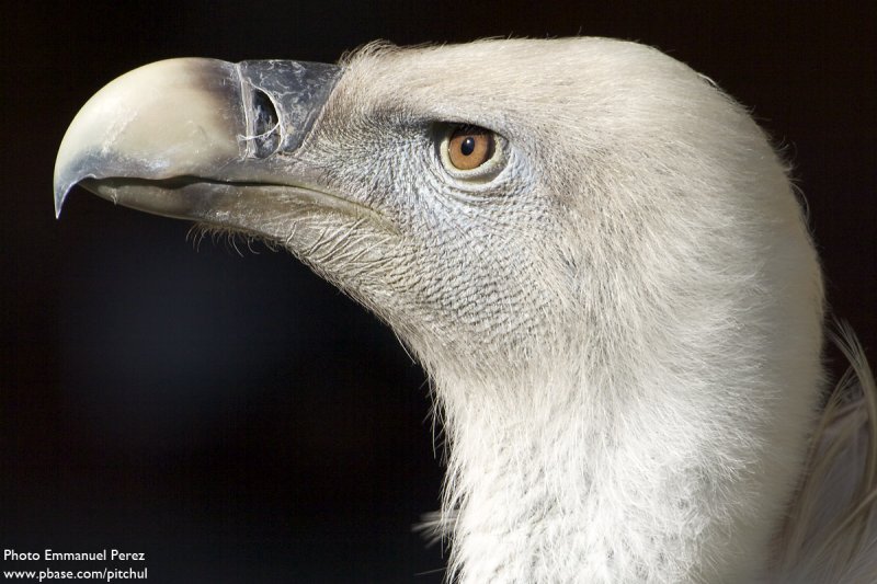 Vulture portrait