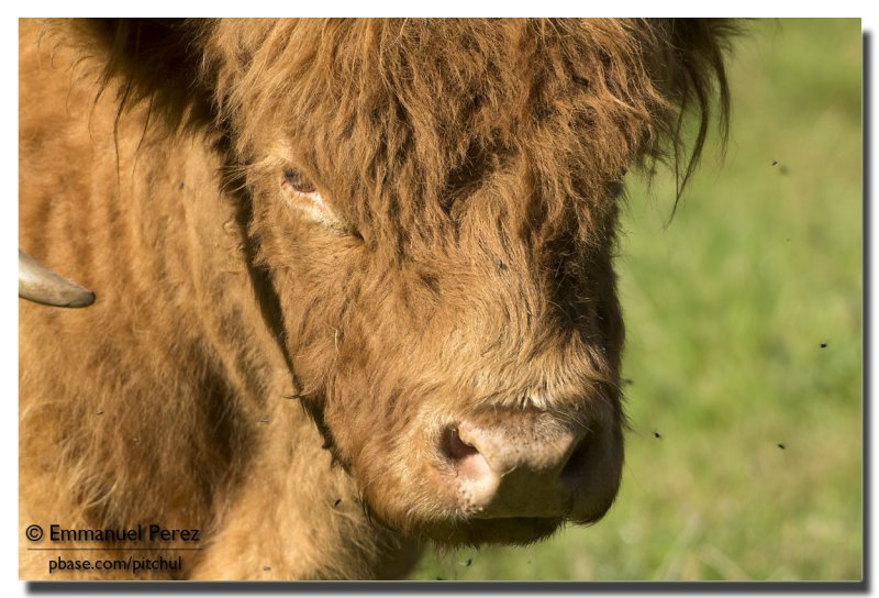 Buffle