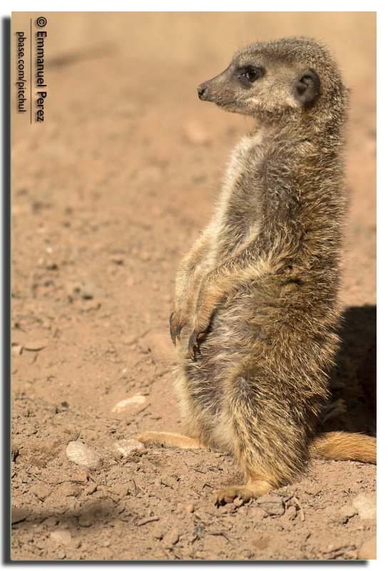 Meerkat