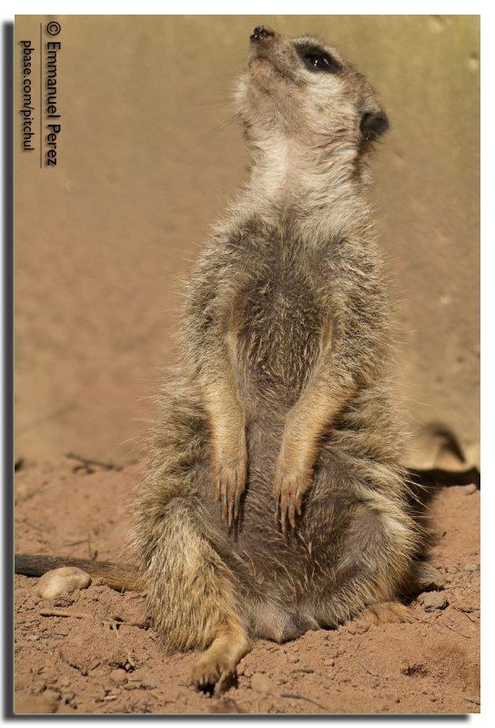 Meerkat