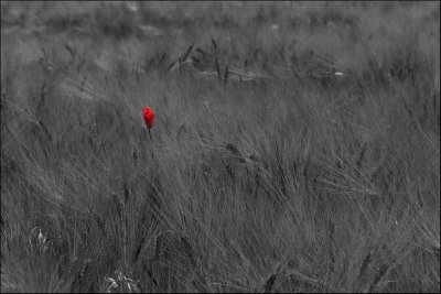 Red Flower in B/W