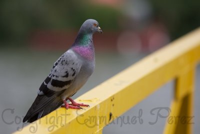 Columba Domestica