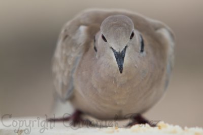 pigeons- 011.jpg