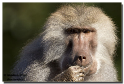 An eating monkey
