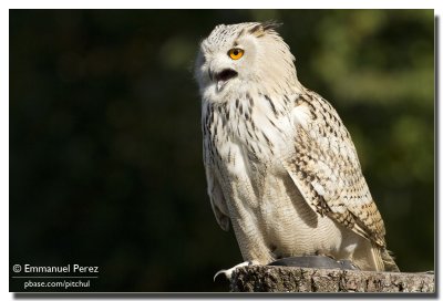 Crying Owl