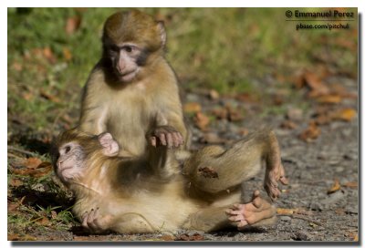 Two playing baby monkeys