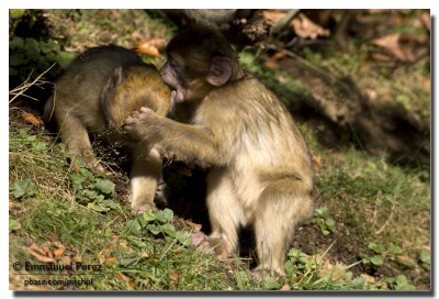 Baby Monkeys