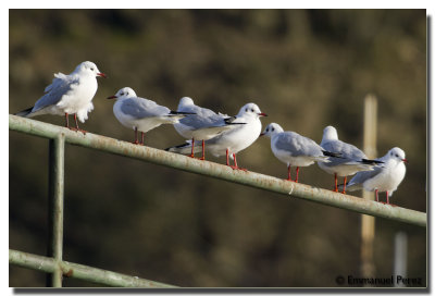 Larus Ridibundus