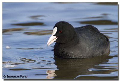 Fulica Atra